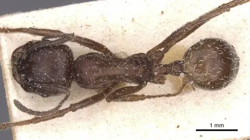 Messor structor specimen CASENT0913230 image casent0913230_1