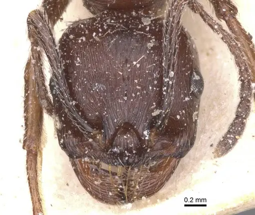 Messor structor specimen CASENT0913230 image casent0913230_2