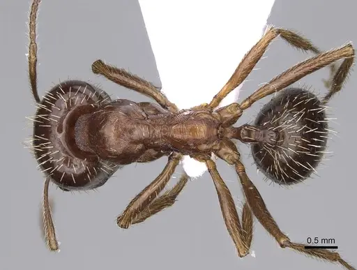 Messor structor specimen CASENT0914237 image casent0914237_1
