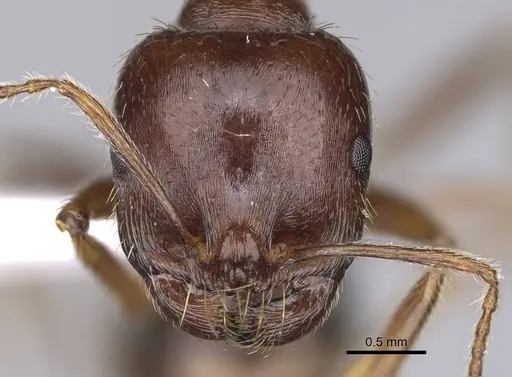 Messor structor specimen CASENT0914237 image casent0914237_2
