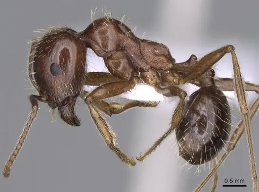 Messor structor specimen CASENT0914237 image casent0914237_3