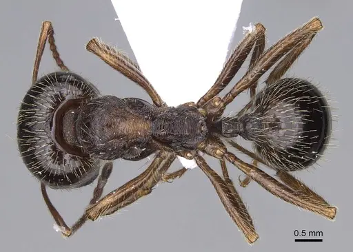 Messor structor specimen CASENT0914238 image casent0914238_1