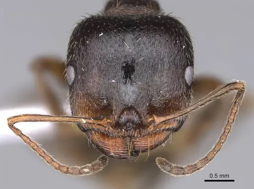Messor structor specimen CASENT0914238 image casent0914238_2