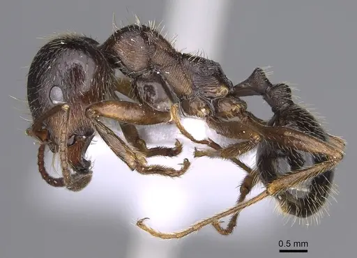 Messor structor specimen CASENT0914238 image casent0914238_3