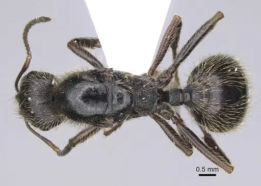 Messor structor specimen CASENT0914239 image casent0914239_1