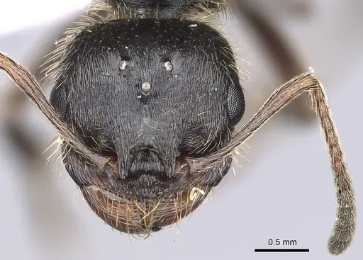 Messor structor specimen CASENT0914239 image casent0914239_2