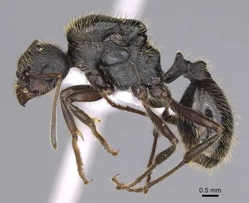 Messor structor specimen CASENT0914239 image casent0914239_3