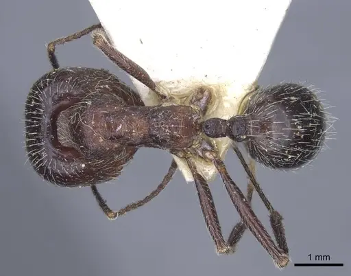 Messor structor specimen CASENT0916940 image casent0916940_1