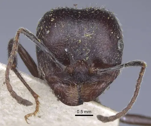 Messor structor specimen CASENT0916940 image casent0916940_2