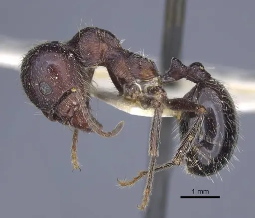 Messor structor specimen CASENT0916940 image casent0916940_3