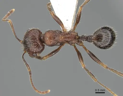 Messor structor specimen CASENT0922404 image casent0922404_1