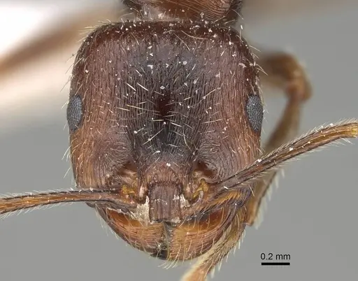 Messor structor specimen CASENT0922404 image casent0922404_2