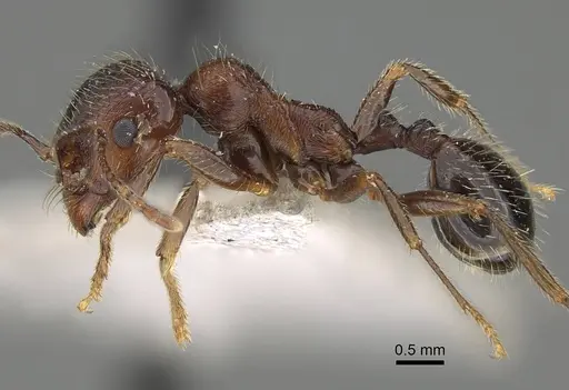 Messor structor specimen CASENT0922404 image casent0922404_3