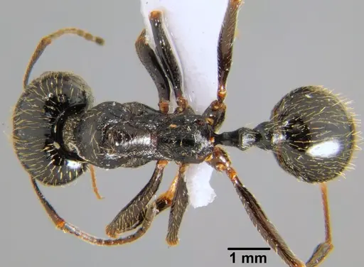Messor structor specimen CFH000045 image cfh000045_1