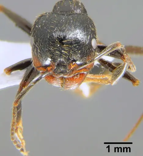Messor structor specimen CFH000045 image cfh000045_2