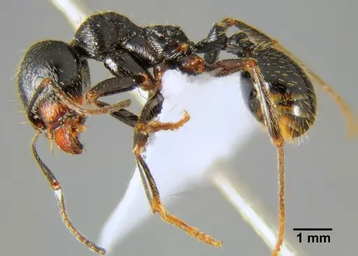Messor structor specimen CFH000045 image cfh000045_3