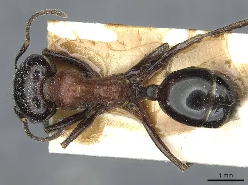 Messor syriacus specimen CASENT0913178 image casent0913178_1