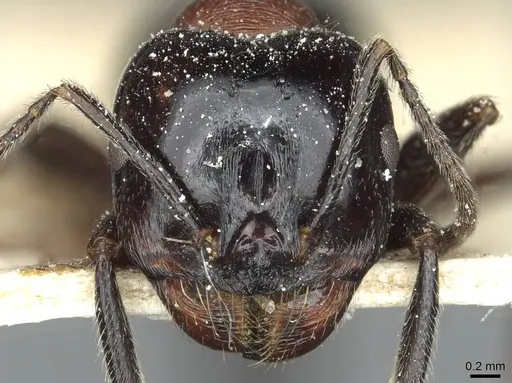 Messor syriacus specimen CASENT0913178 image casent0913178_2