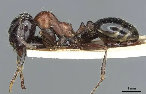 Messor syriacus specimen CASENT0913178 image casent0913178_3