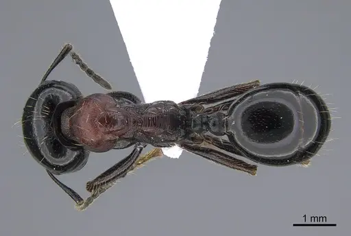 Messor syriacus specimen CASENT0923728 image casent0923728_1