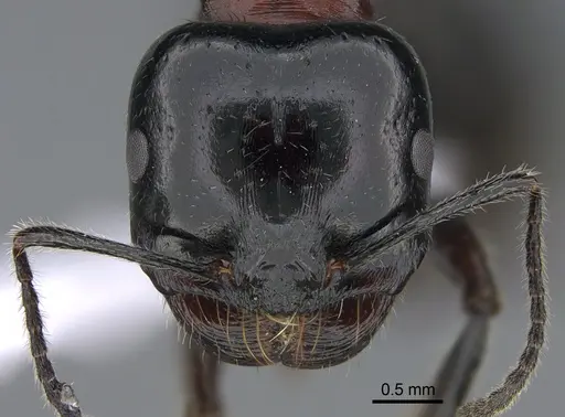 Messor syriacus specimen CASENT0923728 image casent0923728_2