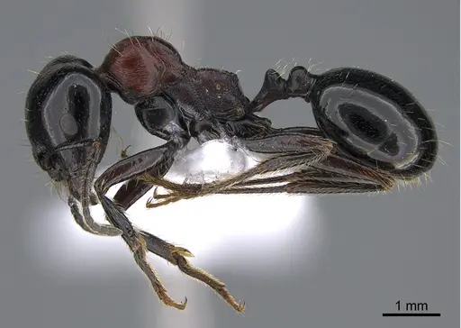 Messor syriacus specimen CASENT0923728 image casent0923728_3