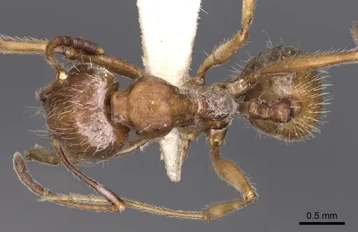Messor testaceus specimen CASENT0900467 image casent0900467_1