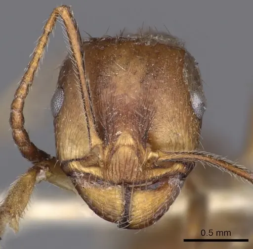 Messor testaceus specimen CASENT0900467 image casent0900467_2