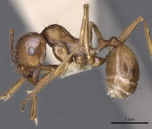 Messor testaceus specimen CASENT0900467 image casent0900467_3