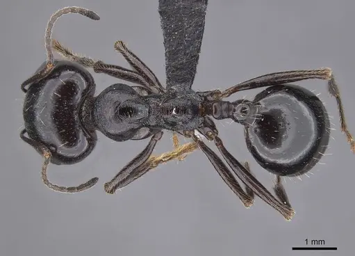 Messor timidus specimen CASENT0915456 image casent0915456_1