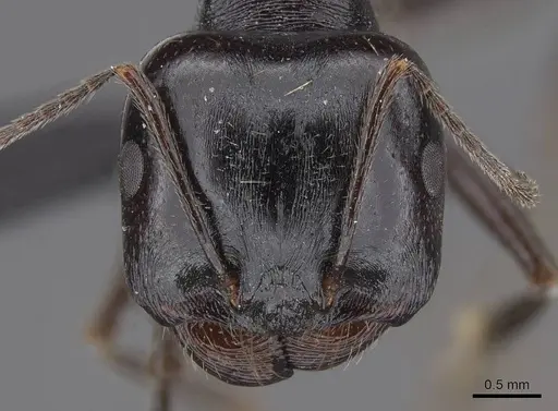Messor timidus specimen CASENT0915456 image casent0915456_2