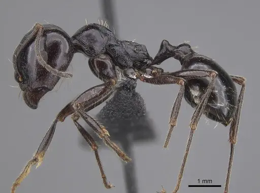 Messor timidus specimen CASENT0915456 image casent0915456_3