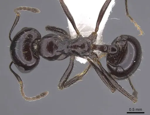 Messor timidus specimen CASENT0915457 image casent0915457_1