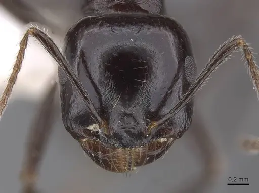 Messor timidus specimen CASENT0915457 image casent0915457_2