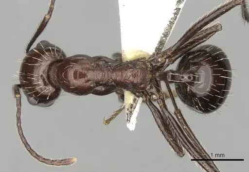 Messor tropicorum specimen CASENT0281587 image casent0281587_1