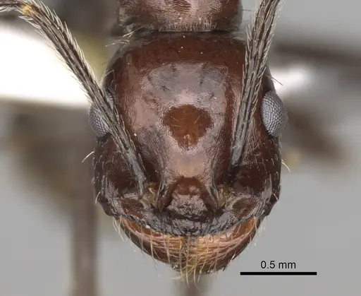 Messor tropicorum specimen CASENT0281587 image casent0281587_2