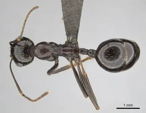 Messor tropicorum specimen CASENT0813036 image casent0813036_1