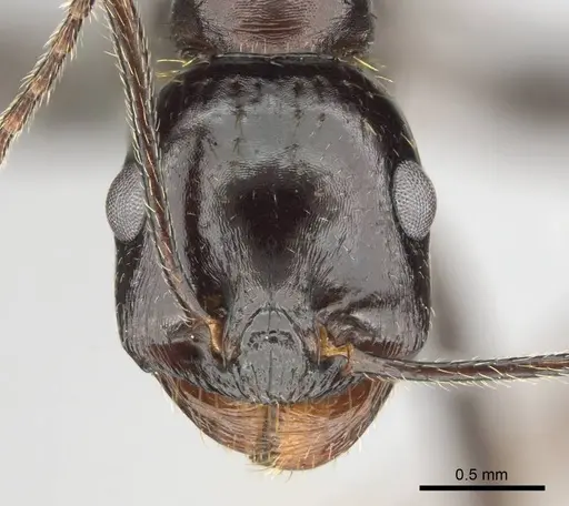 Messor tropicorum specimen CASENT0813036 image casent0813036_2