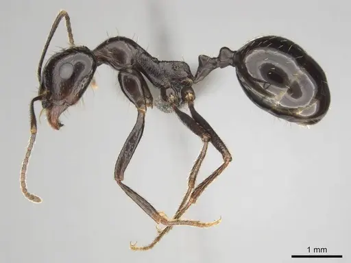 Messor tropicorum specimen CASENT0813036 image casent0813036_4