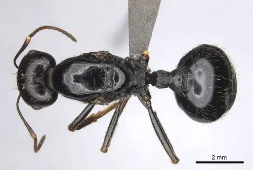 Messor tropicorum specimen CASENT0813037 image casent0813037_1