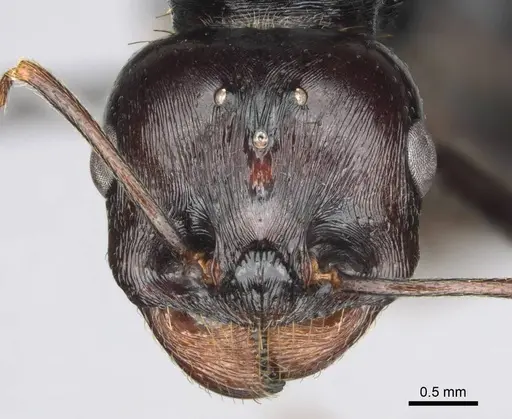 Messor tropicorum specimen CASENT0813037 image casent0813037_2
