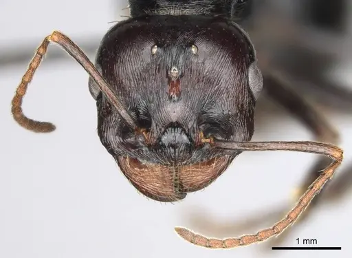 Messor tropicorum specimen CASENT0813037 image casent0813037_3