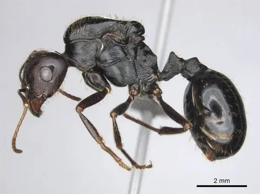 Messor tropicorum specimen CASENT0813037 image casent0813037_4