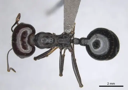 Messor tropicorum specimen CASENT0813038 image casent0813038_1