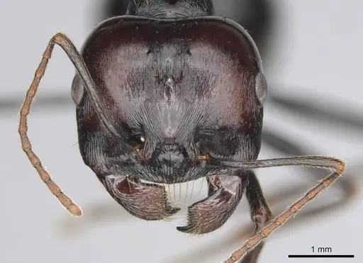 Messor tropicorum specimen CASENT0813038 image casent0813038_2