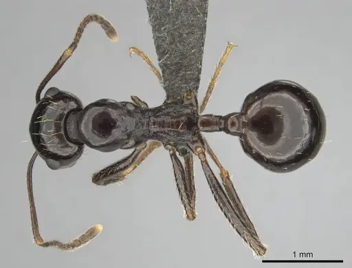 Messor tropicorum specimen CASENT0813039 image casent0813039_1