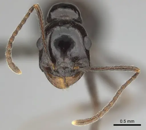 Messor tropicorum specimen CASENT0813039 image casent0813039_3