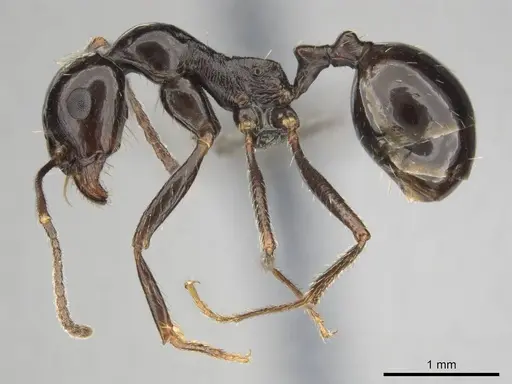 Messor tropicorum specimen CASENT0813039 image casent0813039_4