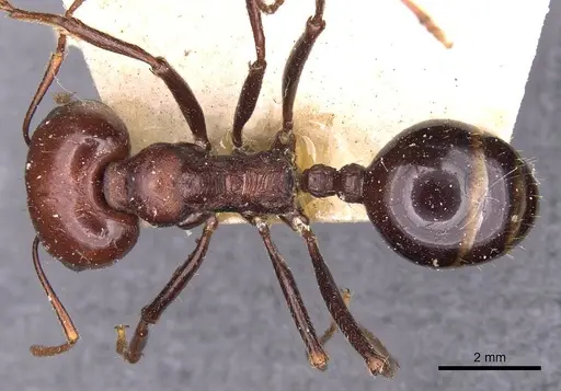Messor tropicorum specimen CASENT0907717 image casent0907717_1