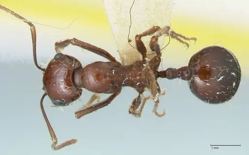 Messor tropicorum specimen FOCOL1280 image focol1280_1